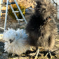 Exotic Barnyard Mix 2-4 WEEKS OLD Frizzle Chick