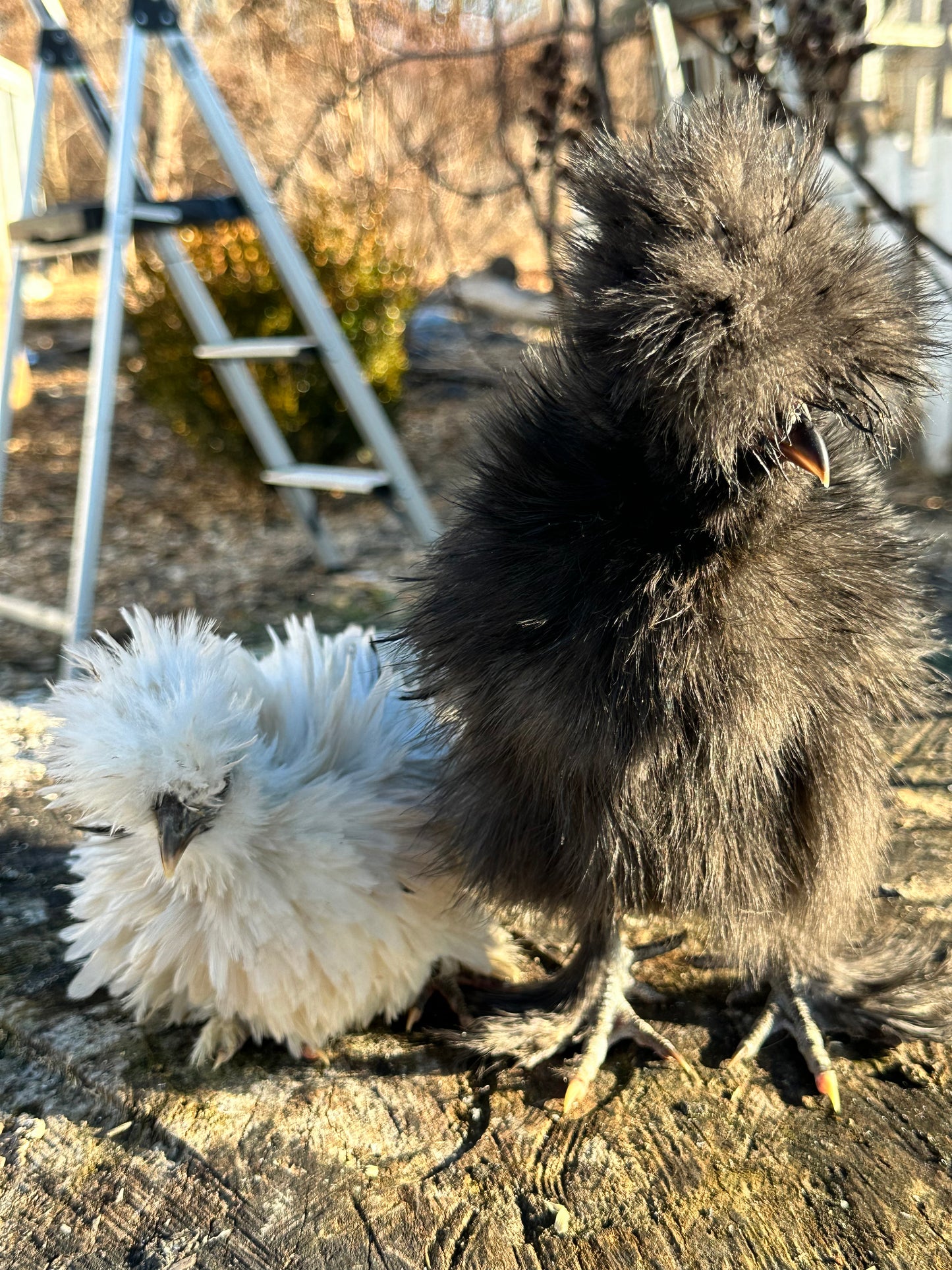 Exotic Barnyard Mix 2-4 WEEKS OLD Frizzle Chick