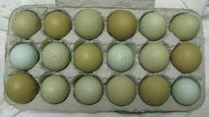 Olive/Sage/Mint Fertilized Hatching Eggs