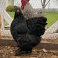 Black Australorp/ CochinMixed 0-4 Weeks Old.