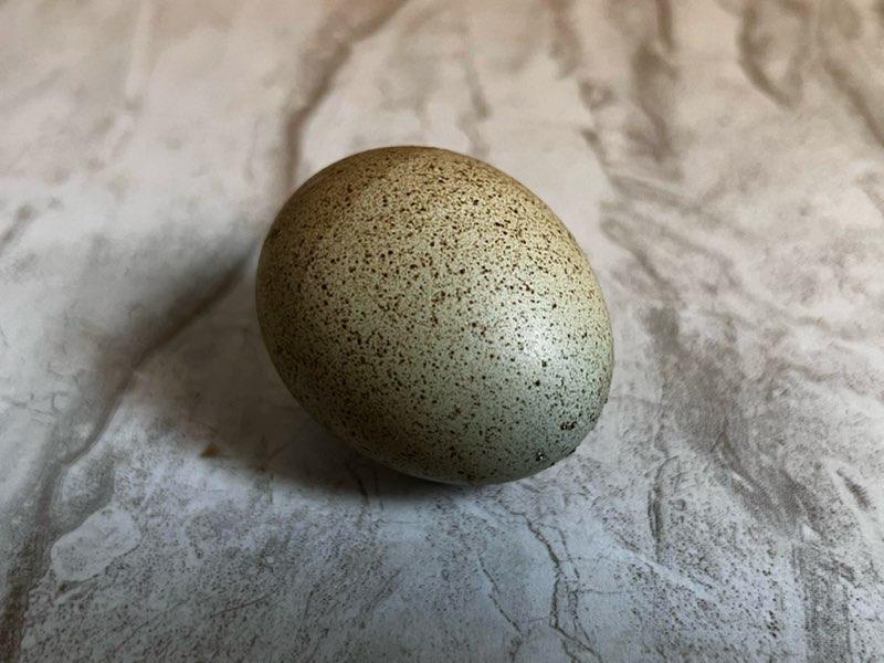 Olive/Sage/Mint Fertilized Hatching Eggs